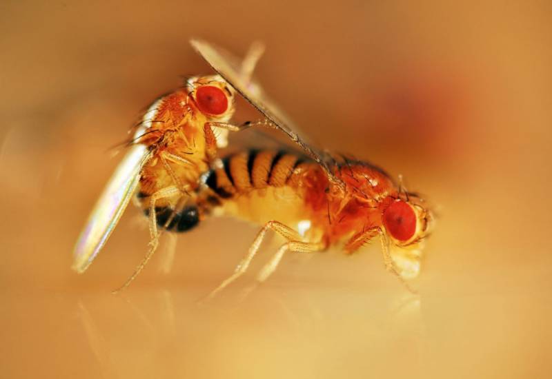 Муха дрозофила - описание насекомого, виды, численность, чем питается