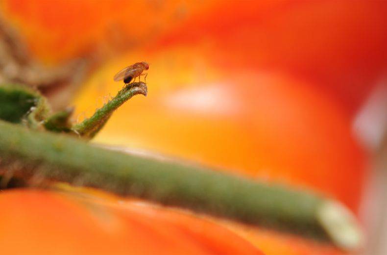 Муха дрозофила - описание насекомого, виды, численность, чем питается