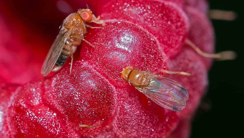 Муха дрозофила - описание насекомого, виды, численность, чем питается