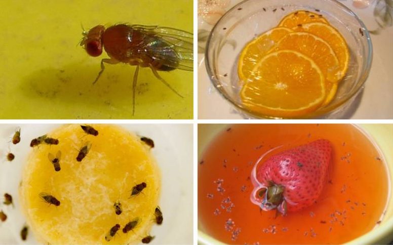 Муха дрозофила - описание насекомого, виды, численность, чем питается