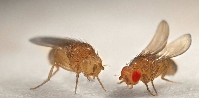 Муха дрозофила - описание насекомого, виды, численность, чем питается