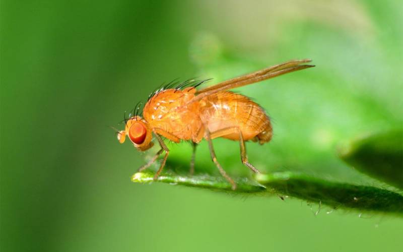 Муха дрозофила - описание насекомого, виды, численность, чем питается
