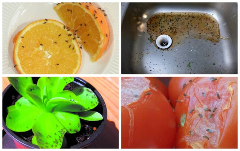 Муха дрозофила - описание насекомого, виды, численность, чем питается