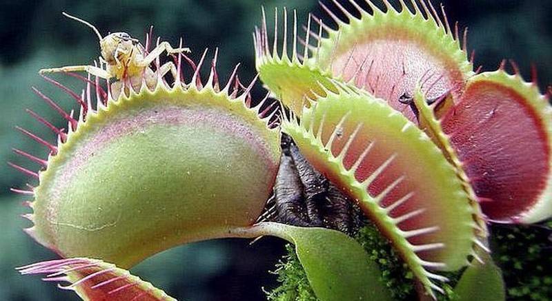 Муха дрозофила - описание насекомого, виды, численность, чем питается