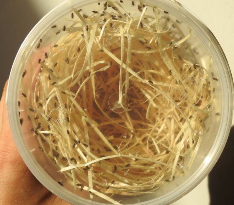 Муха дрозофила - описание насекомого, виды, численность, чем питается