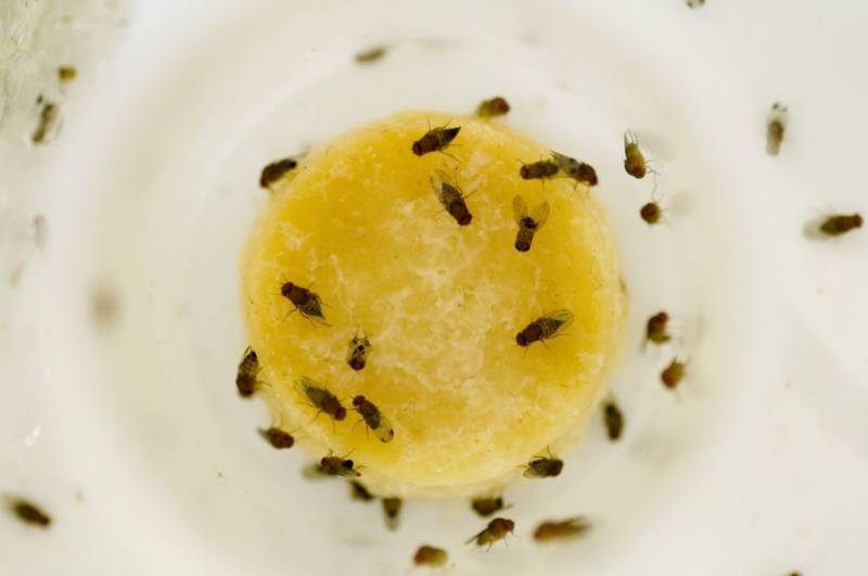 Муха дрозофила - описание насекомого, виды, численность, чем питается