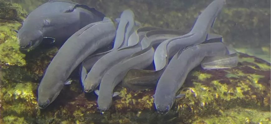 нерест угря 2