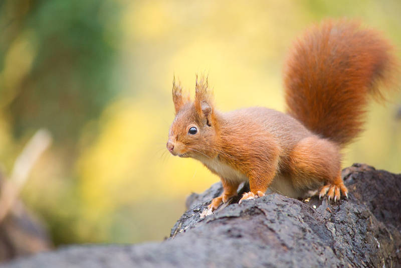 Обыкновенная белка - описание, характеристики, питание, виды
