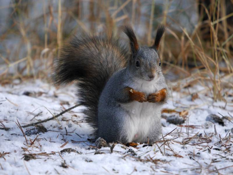 Обыкновенная белка - описание, характеристики, питание, виды