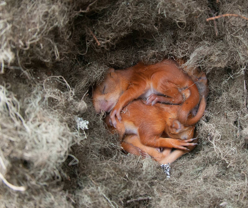 Обыкновенная белка - описание, характеристики, питание, виды