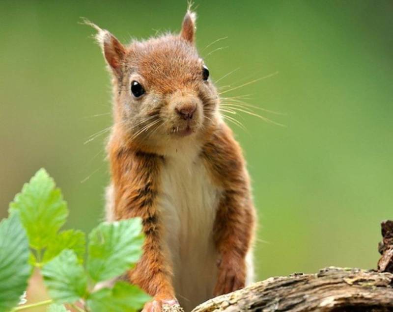 Обыкновенная белка - описание, характеристики, питание, виды