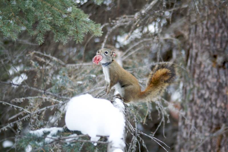 Обыкновенная белка - описание, характеристики, питание, виды