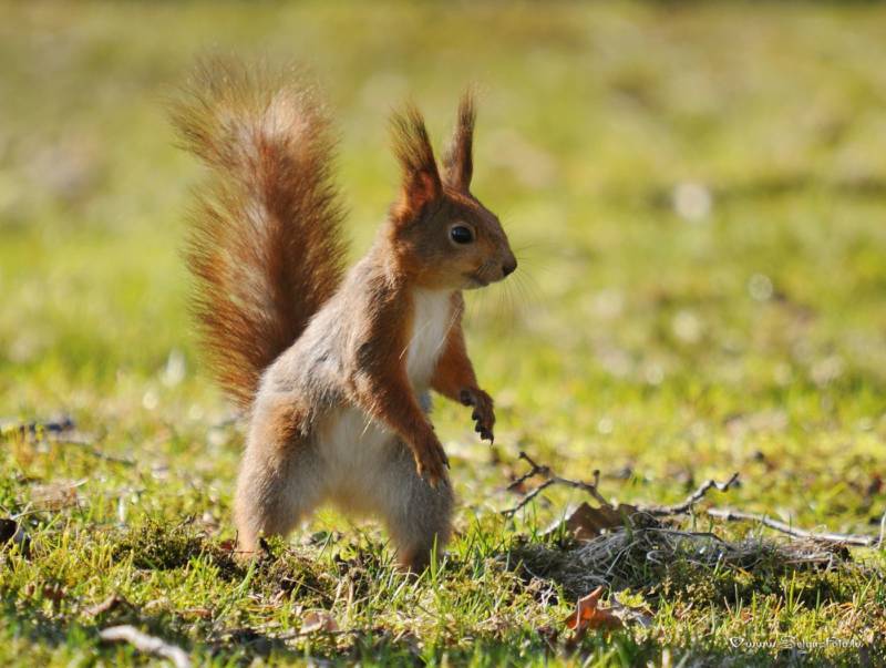 Обыкновенная белка - описание, характеристики, питание, виды