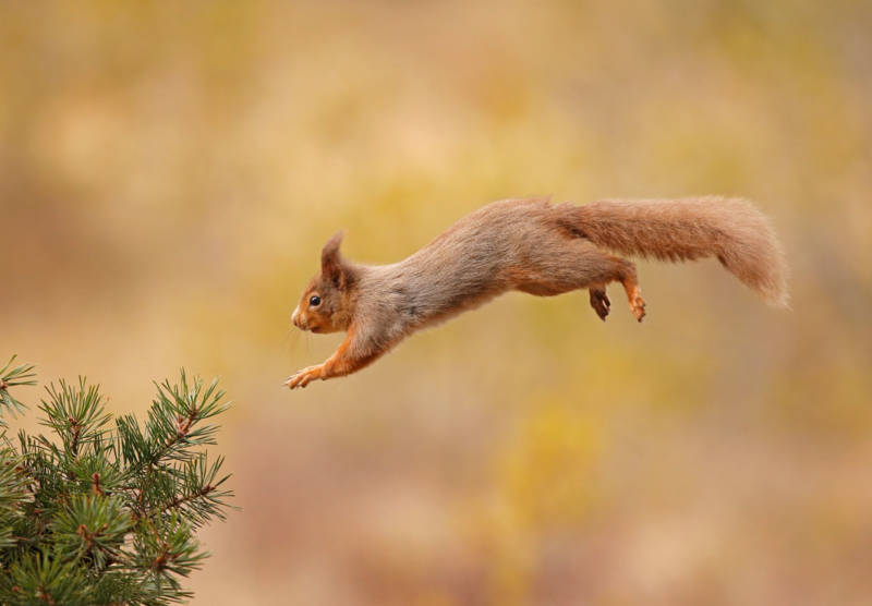 Обыкновенная белка - описание, характеристики, питание, виды