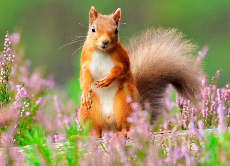 Обыкновенная белка - описание, характеристики, питание, виды