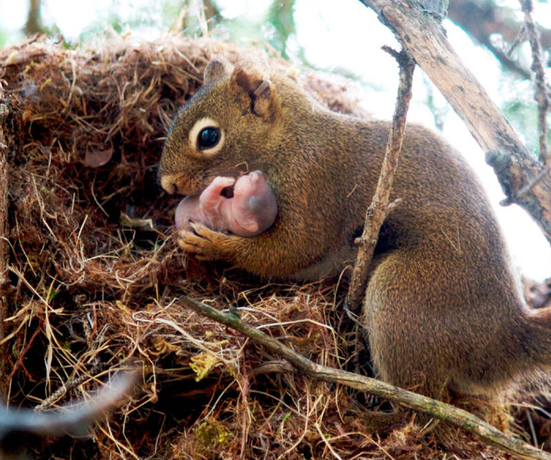 Обыкновенная белка - описание, характеристики, питание, виды