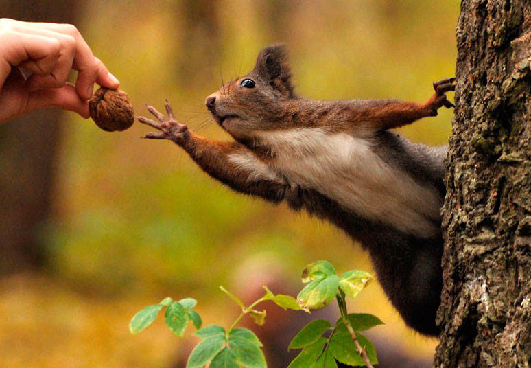 Обыкновенная белка - описание, характеристики, питание, виды