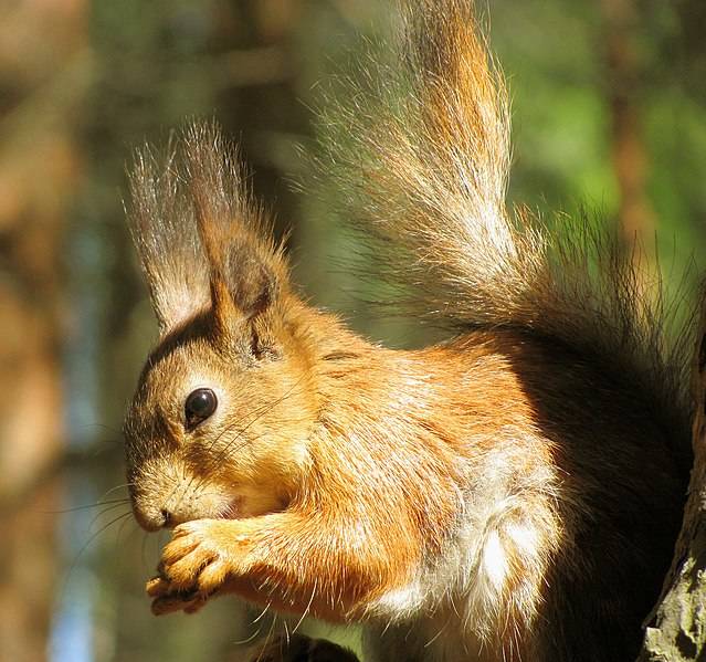 Обыкновенная белка - описание, характеристики, питание, виды