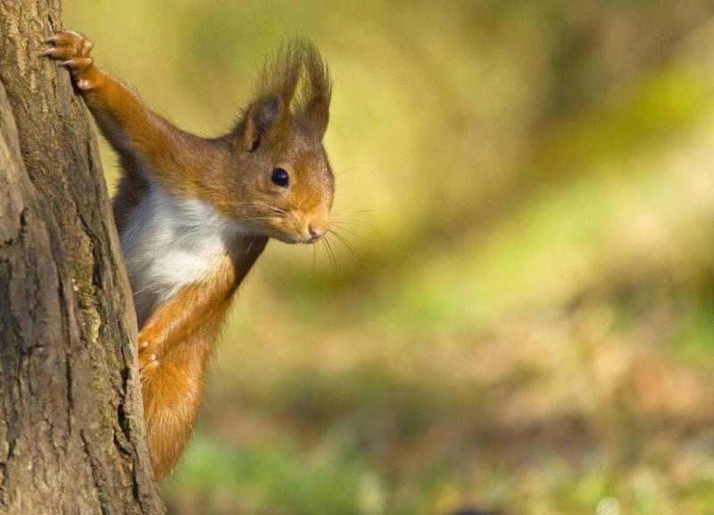 Обыкновенная белка - описание, характеристики, питание, виды