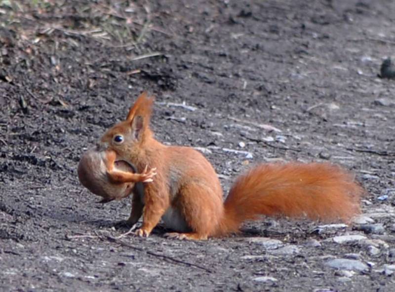 Обыкновенная белка - описание, характеристики, питание, виды