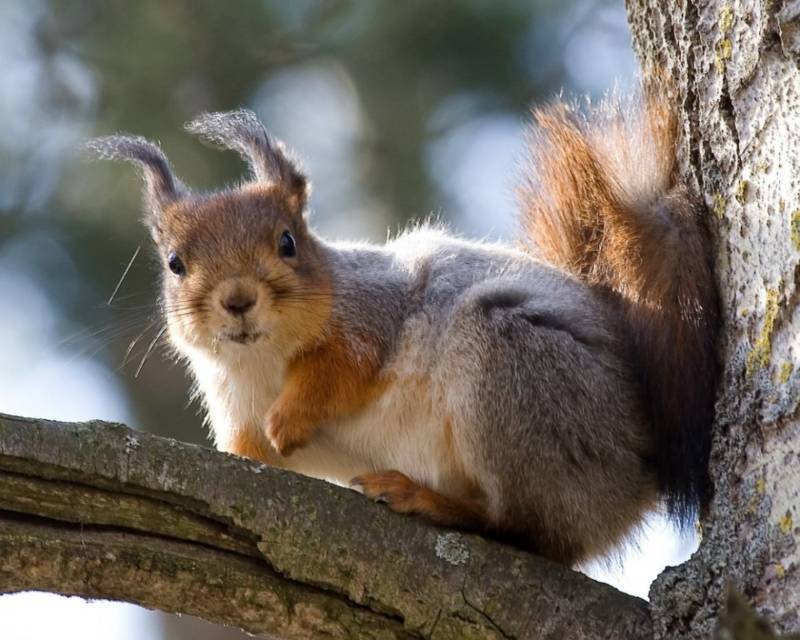 Обыкновенная белка - описание, характеристики, питание, виды