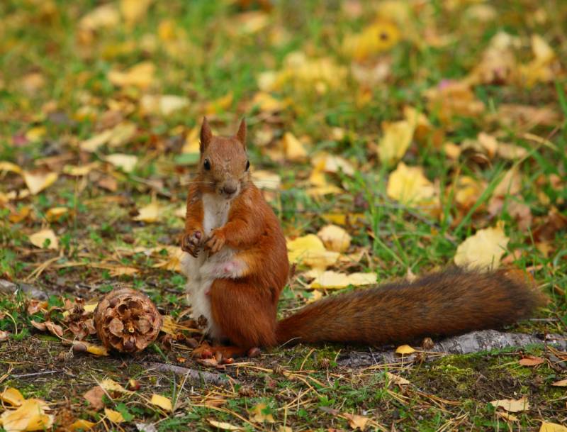 Обыкновенная белка - описание, характеристики, питание, виды
