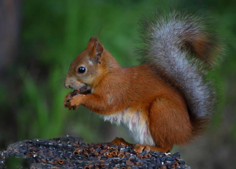 Обыкновенная белка - описание, характеристики, питание, виды