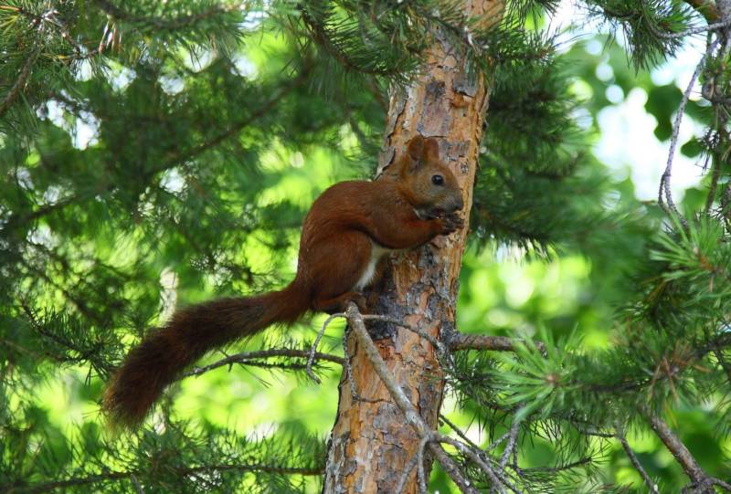Обыкновенная белка - описание, характеристики, питание, виды