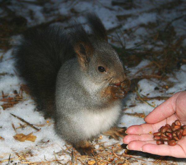 Обыкновенная белка - описание, характеристики, питание, виды