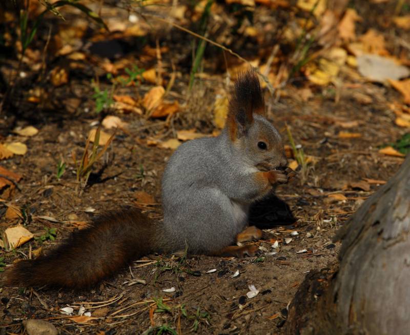 Обыкновенная белка - описание, характеристики, питание, виды