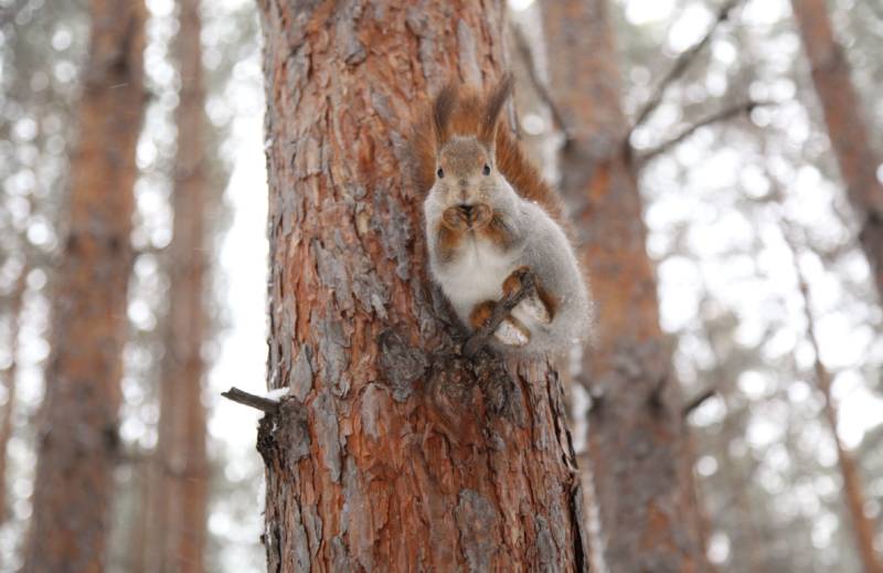 Обыкновенная белка - описание, характеристики, питание, виды