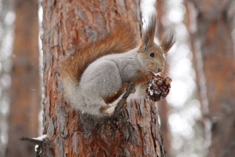 Обыкновенная белка - описание, характеристики, питание, виды