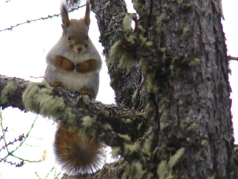 Обыкновенная белка - описание, характеристики, питание, виды