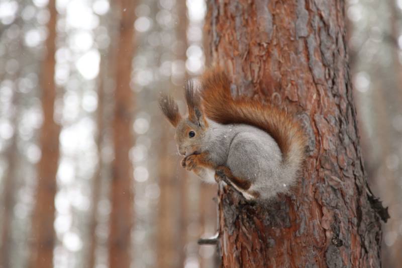 Обыкновенная белка - описание, характеристики, питание, виды