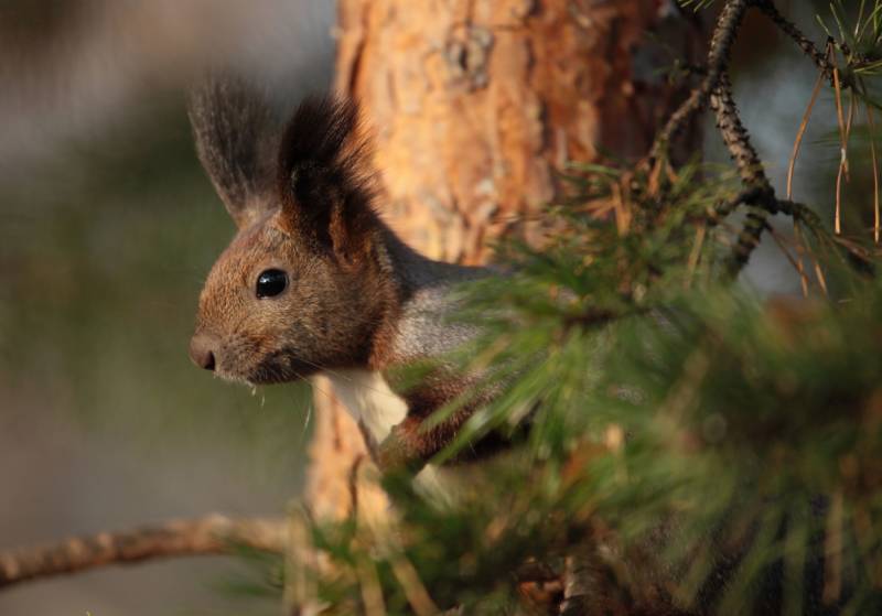 Обыкновенная белка - описание, характеристики, питание, виды