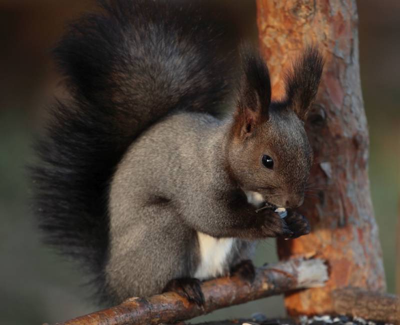 Обыкновенная белка - описание, характеристики, питание, виды
