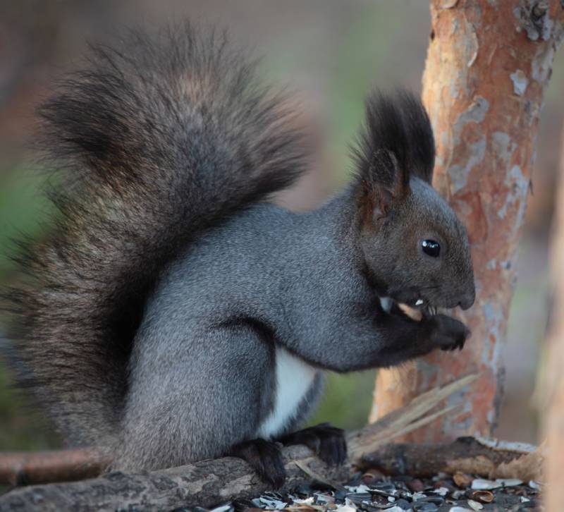 Обыкновенная белка - описание, характеристики, питание, виды