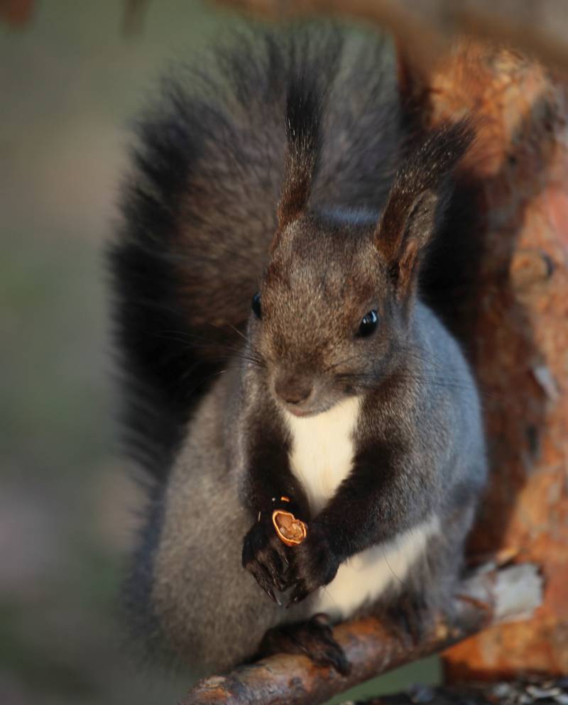 Обыкновенная белка - описание, характеристики, питание, виды