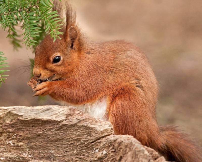 Обыкновенная белка - описание, характеристики, питание, виды
