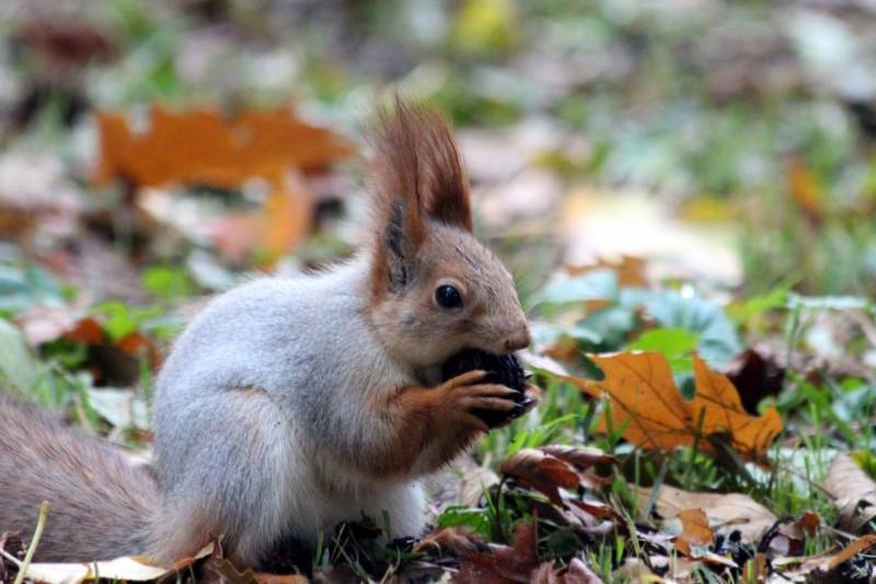 Обыкновенная белка - описание, характеристики, питание, виды
