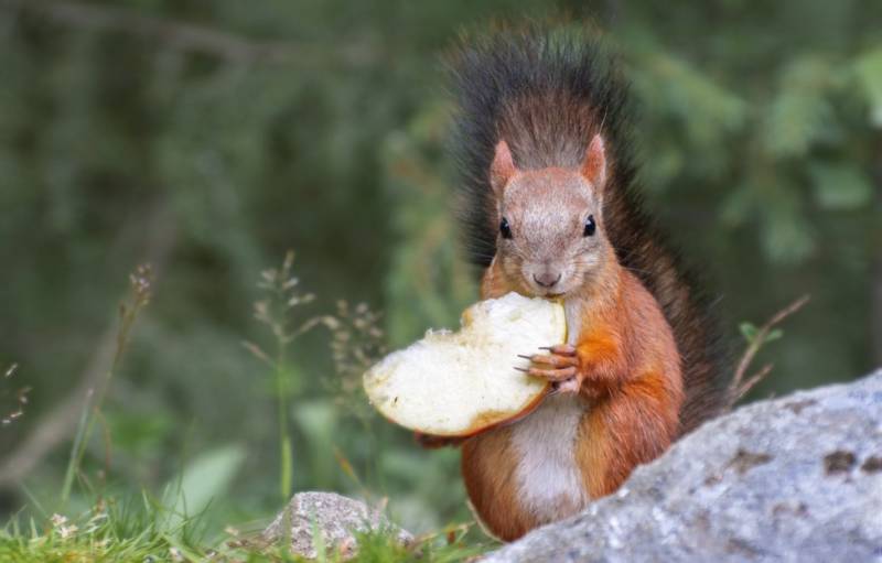 Обыкновенная белка - описание, характеристики, питание, виды