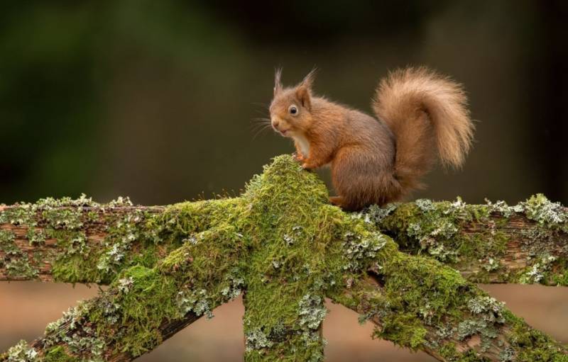 Обыкновенная белка - описание, характеристики, питание, виды