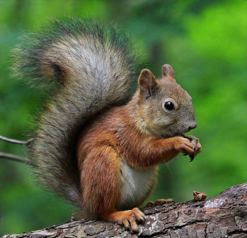 Обыкновенная белка - описание, характеристики, питание, виды