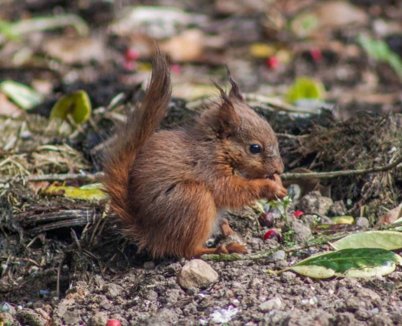 Обыкновенная белка - описание, характеристики, питание, виды