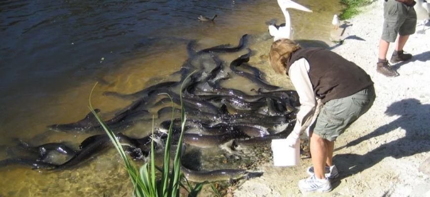 защита от угрей