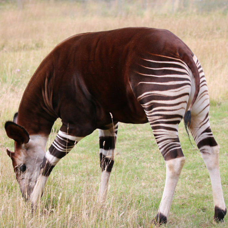Окапи - описание животного, где обитает, красная книга и интересные факты