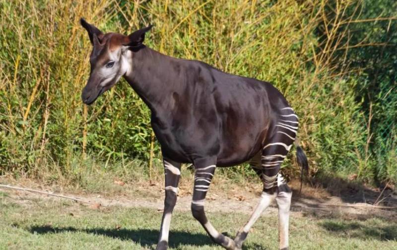 Окапи - описание животного, где обитает, красная книга и интересные факты