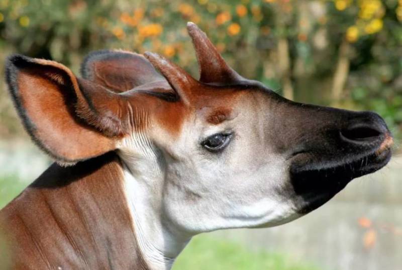 Окапи - описание животного, где обитает, красная книга и интересные факты