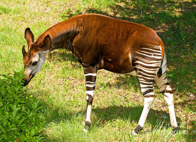 Окапи - описание животного, где обитает, красная книга и интересные факты