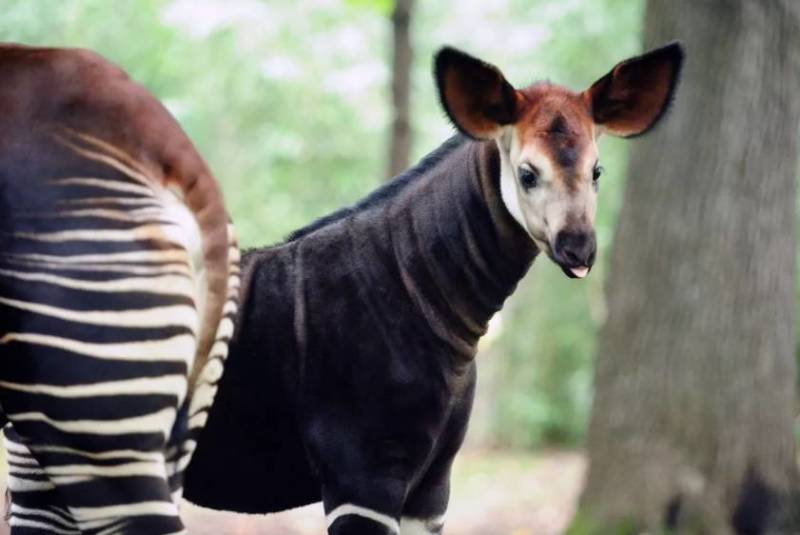 Окапи - описание животного, где обитает, красная книга и интересные факты